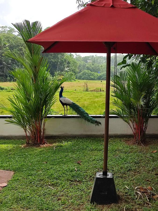 Villa Red Pool Hikkaduwa Exteriér fotografie